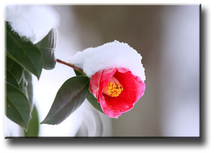 japanese countryside